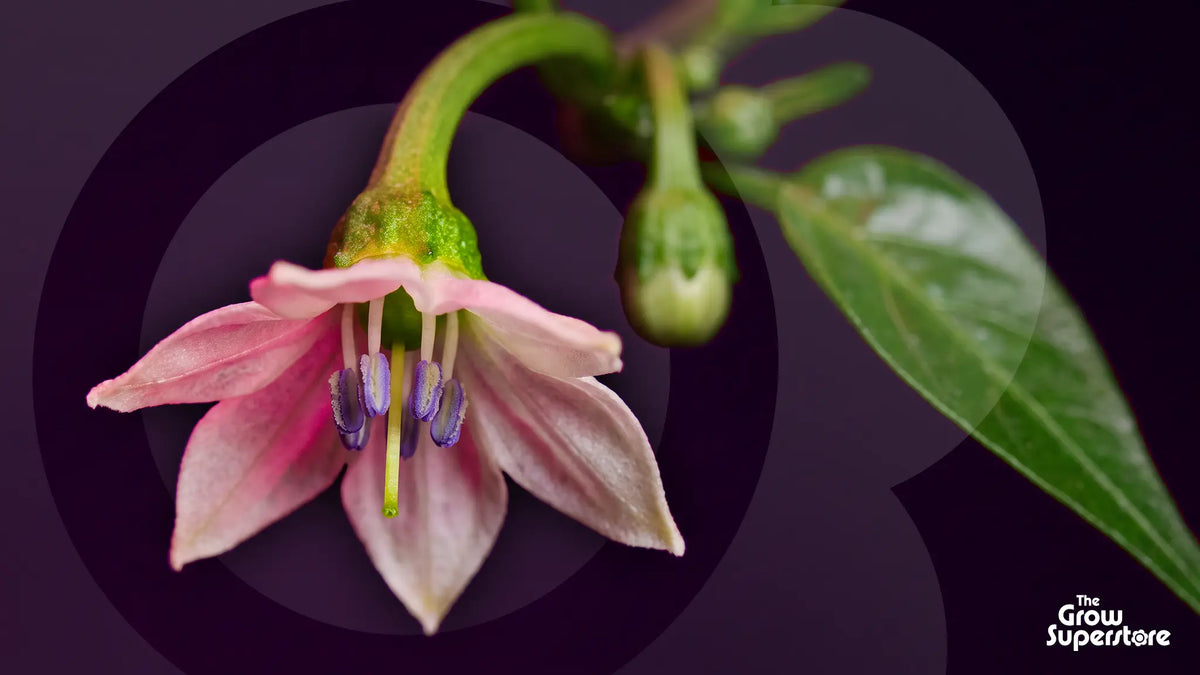 Pink chilli pepper flower in bloom with purple anthers, a green bud and a leaf against a dark plum background