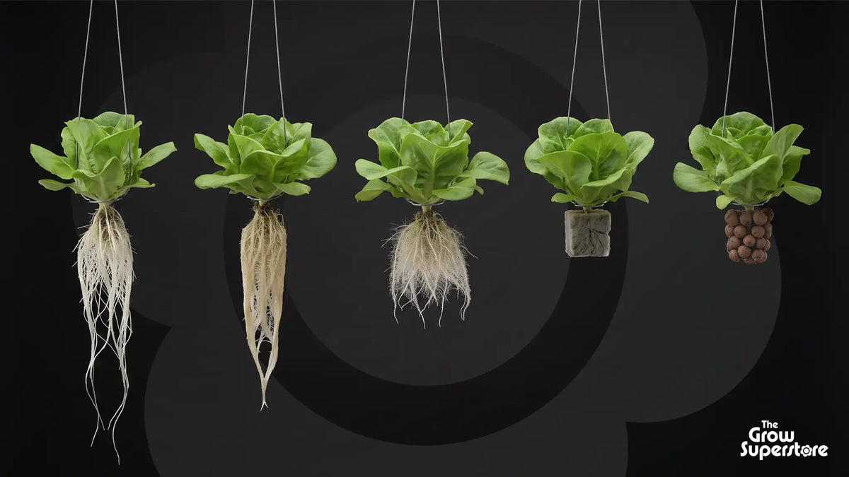 Five butterhead lettuces hung on wires, each showing a different hydroponic root system, on a dark background