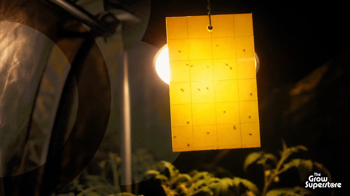 Yellow sticky trap hanging from a grow tent pole beside a glowing lamp, dotted with trapped fungus gnats, above tomato plants