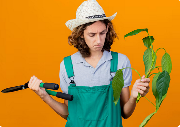 Troubleshooting Common Plant Problems: Yellow Leaves, Brown Spots, and Root Rot