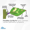 Diagram showing common nutrient deficiency symptoms on a plant leaf, such as chlorosis, necrosis, and purple petioles – thegrowsuperstore.com