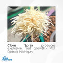 Explosive root growth from FloraMax Clone Spray – testimonial from Detroit, Michigan grower – thegrowsuperstore.com