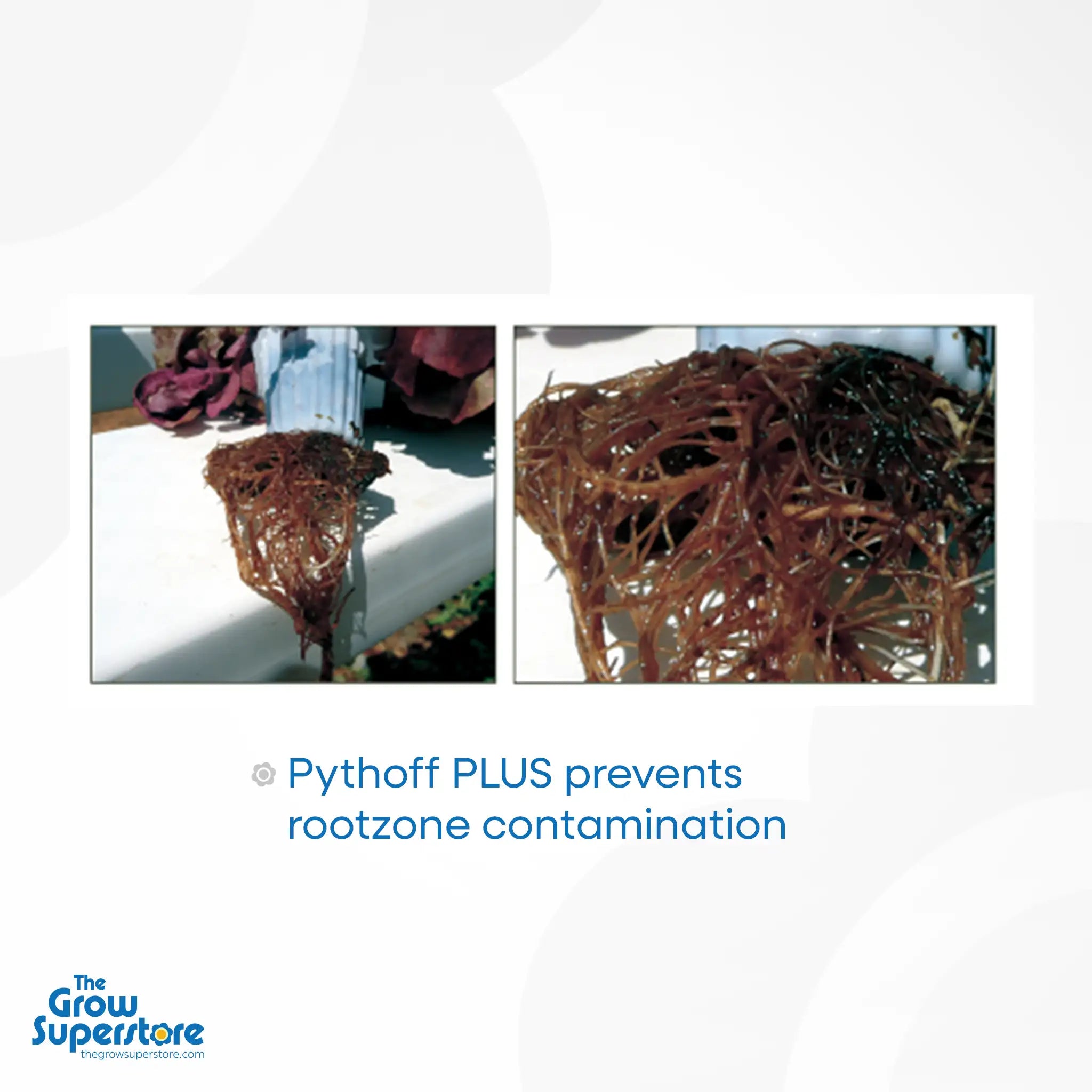 Side-by-side images showing clean versus contaminated plant rootzones, with overlay text: “Pythoff PLUS prevents rootzone contamination” – thegrowsuperstore.com