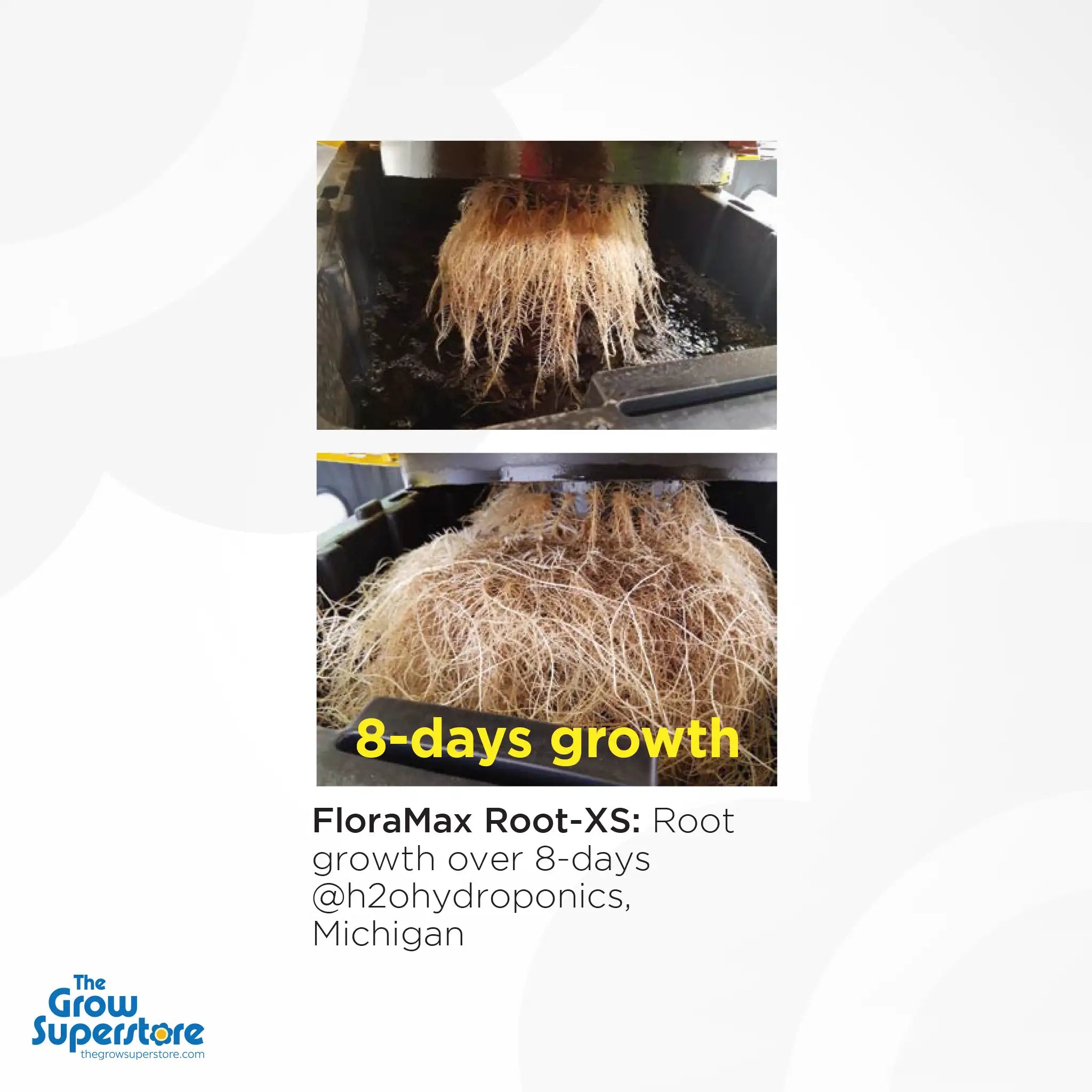 FloraMax Root-XS side-by-side comparison showing dramatic 8-day root growth in hydroponics – thegrowsuperstore.com