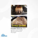 FloraMax Root-XS side-by-side comparison showing dramatic 8-day root growth in hydroponics – thegrowsuperstore.com