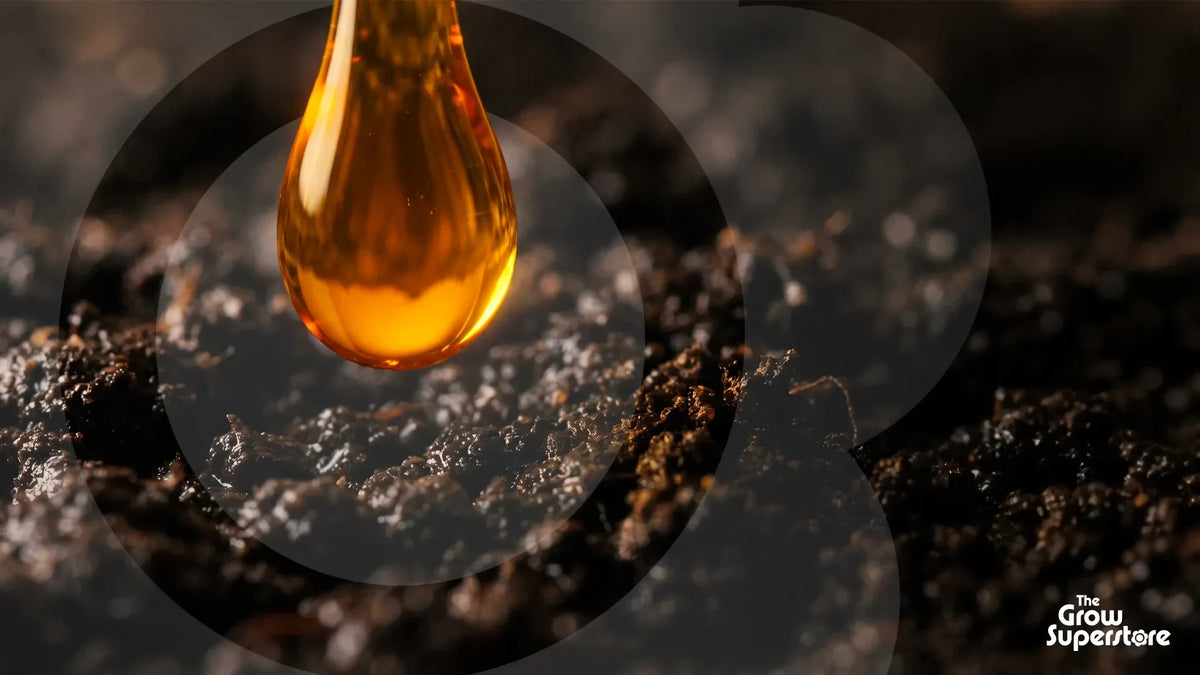 Honey-amber enzyme drop hanging above dark moist soil