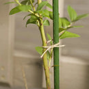 JUTE Natural Garden Twine (Cotton) 100m