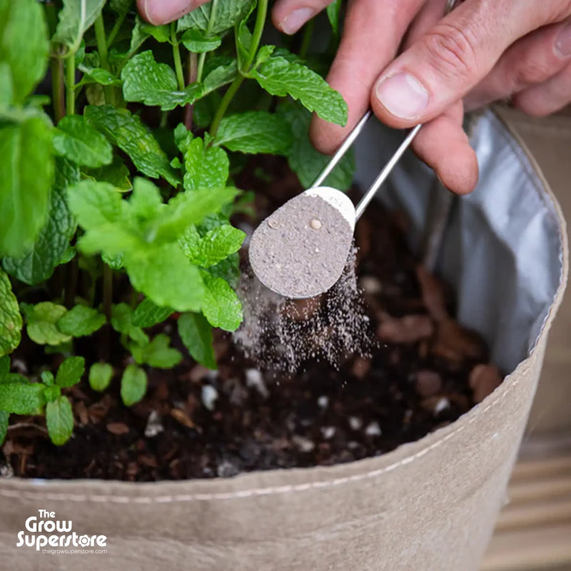 Close‑up of plant pot showing a teaspoon sprinkling Soil Food Grow powder onto soil around healthy green foliage – thegrowsuperstore.com