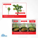 Side-by-side comparison showing hydroponic seedlings ‘Without SmartZen’ (slender) versus ‘Nutrients with SmartZen’ (vigorous growth), highlighting nutrient uptake benefits – thegrowsuperstore.com