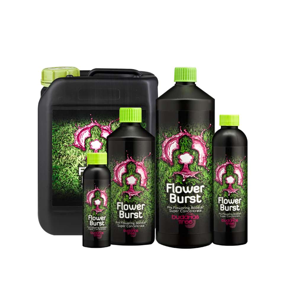 Buddhas Tree Flower Burst