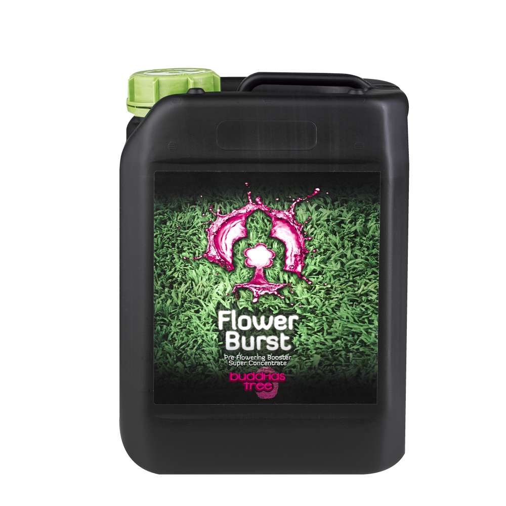 Buddhas Tree Flower Burst