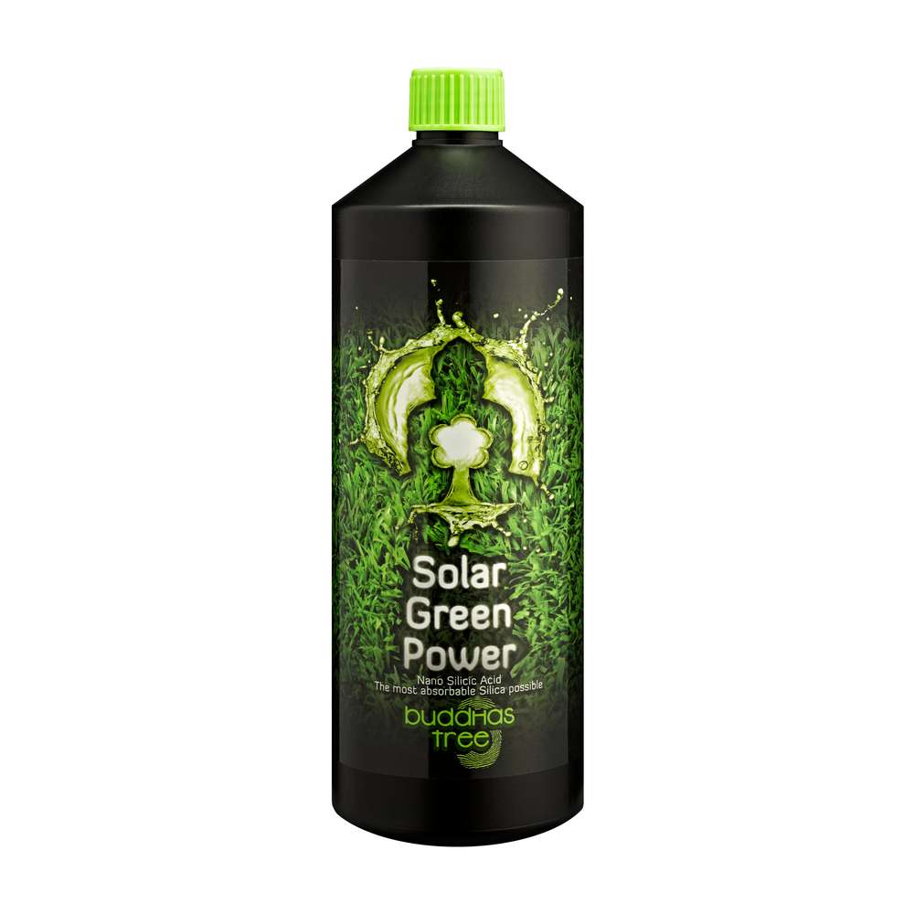 Buddhas Tree Solar Green Power